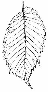 Attēlu rezultāti vaicājumam “Ulmus glabra leaf”