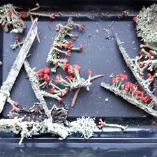 Attēlu rezultāti vaicājumam “Claustria didermoides stalked”