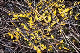 Attēlu rezultāti vaicājumam “Physarum conglomeratum”