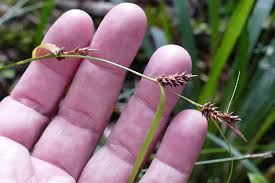 Attēlu rezultāti vaicājumam “Carex dioica”