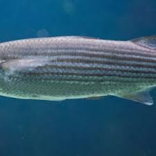 Image result for Chelon ramada