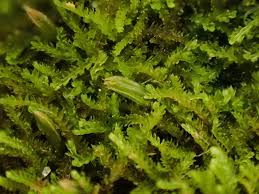 Attēlu rezultāti vaicājumam “Cephalozia lunulifolia”