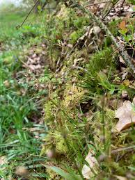 Attēlu rezultāti vaicājumam “Luzula pilosa bud”