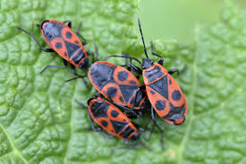 Attēlu rezultāti vaicājumam “Pyrrhocoris apterus nymph”