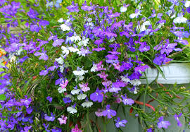 Attēlu rezultāti vaicājumam “Lobeliaceae”