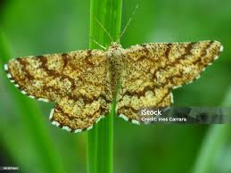 Attēlu rezultāti vaicājumam “Ematurga atomaria”