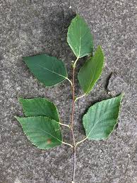 Attēlu rezultāti vaicājumam “Betula papyrifera leaf”