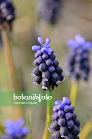 Attēlu rezultāti vaicājumam “Muscari neglectum”