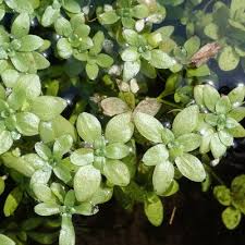 Attēlu rezultāti vaicājumam “Callitriche cophocarpa leaf”