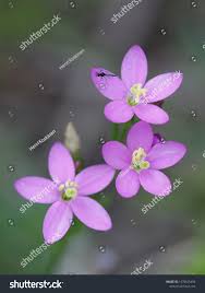 Attēlu rezultāti vaicājumam “Centaurium littorale flower”