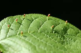 Attēlu rezultāti vaicājumam “Eriophyes padi”