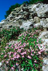 Attēlu rezultāti vaicājumam “Cymbalaria muralis”