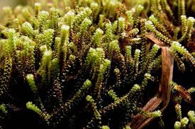 Attēlu rezultāti vaicājumam “Paludella squarrosa”