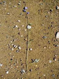 Attēlu rezultāti vaicājumam “Polemonium caeruleum bud”