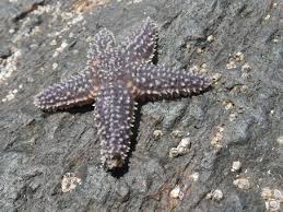 Image result for Asterias rubens