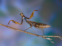 Attēlu rezultāti vaicājumam “Mantis religiosa”