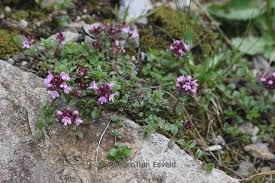 Attēlu rezultāti vaicājumam “Thymus pulegioides fruit”