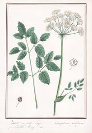 Attēlu rezultāti vaicājumam “Laserpitium latifolium flower”