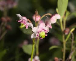Attēlu rezultāti vaicājumam “Chimaphila umbellata fruit”