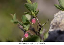 Attēlu rezultāti vaicājumam “Vaccinium uliginosum bud”