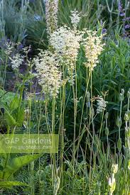 Image result for Filipendula vulgaris