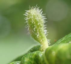 Attēlu rezultāti vaicājumam “Eriophyes padi”
