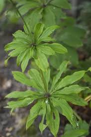 Attēlu rezultāti vaicājumam “Lilium martagon leaf”