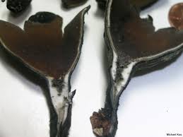 Attēlu rezultāti vaicājumam “Urnula craterium”