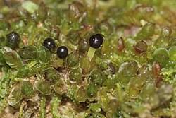 Attēlu rezultāti vaicājumam “Jungermannia sphaerocarpa”