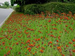 Attēlu rezultāti vaicājumam “Pilosella aurantiaca flower”