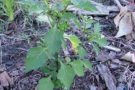 Attēlu rezultāti vaicājumam “Solanum nigrum”