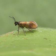 Attēlu rezultāti vaicājumam “Micropterigidae”