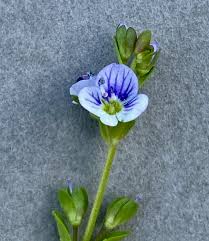 Attēlu rezultāti vaicājumam “Veronica serpyllifolia leaf”