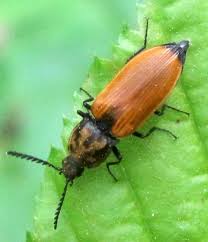 Attēlu rezultāti vaicājumam “Anostirus castaneus”