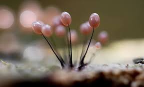 Attēlu rezultāti vaicājumam “Comatricha nigra young”