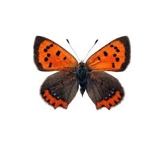 Attēlu rezultāti vaicājumam “Lycaena phlaeas”