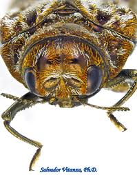 Attēlu rezultāti vaicājumam “Buprestidae”