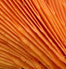 Attēlu rezultāti vaicājumam “Hygrophoropsis aurantiaca”