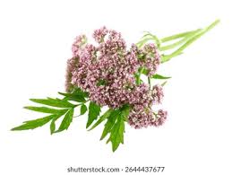 Attēlu rezultāti vaicājumam “Valeriana officinalis bud”