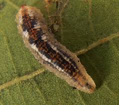 Attēlu rezultāti vaicājumam “Syrphus larva”