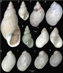 Attēlu rezultāti vaicājumam “Lymnaeidae”