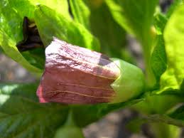 Attēlu rezultāti vaicājumam “Scopolia carniolica”