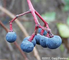 Attēlu rezultāti vaicājumam “Parthenocissus quinquefolia fruit”