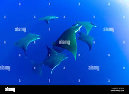 Image result for Mobula tarapacana