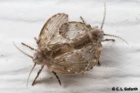 Attēlu rezultāti vaicājumam “Psychodidae”