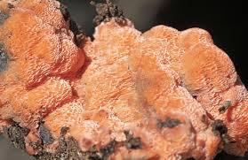 Attēlu rezultāti vaicājumam “Rhodonia placenta”