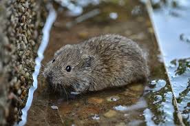 Attēlu rezultāti vaicājumam “Microtus agrestis”