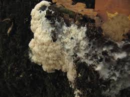 Attēlu rezultāti vaicājumam “Ceratiomyxa fruticulosa plasmodium”