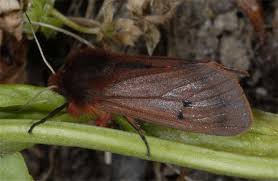 Attēlu rezultāti vaicājumam “Phragmatobia fuliginosa”
