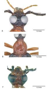 Attēlu rezultāti vaicājumam “Pyrochroidae imago”